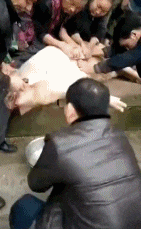 谁把铁布衫的秘籍丢猪圈了？还让这货给练了！！