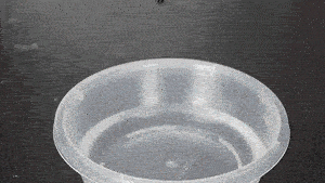 血液+双氧水的反应