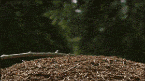 红褐林蚁，受惊就会冲天喷出豪多蚁酸，场面非常控制不住