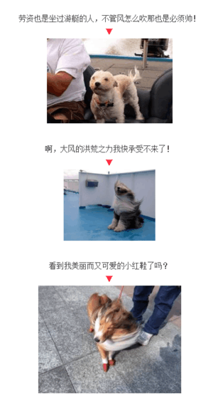 汪星人：大风吹不走我的红色高跟鞋