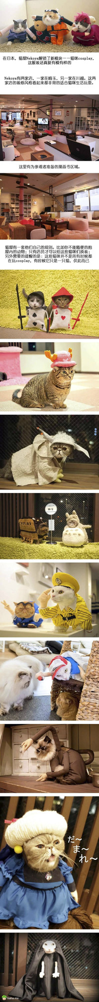 喵星人也玩起了cosplay?COS龙猫那个好萌,还有最后的无脸男。。