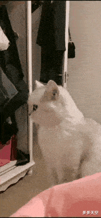 这眼神像不像生气的女朋友，哄不好的那种？