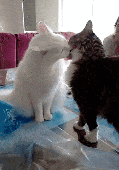 别的招式不行的