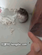 影帝仓鼠gif图片影帝小仓鼠倒地装死gif动态图片