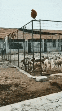 为了追那只鸡，狗子连裤子都不要了吗？你主人看见该生气了