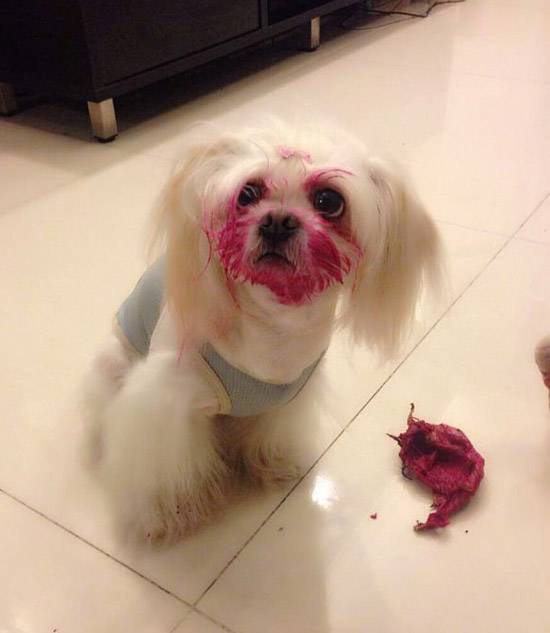 叫你偷吃火龙果