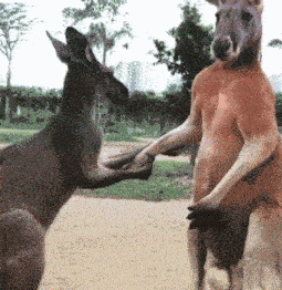 右边这只是凭实力单身啊