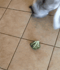 我们家二旺你也太挑食了，花菜难道会毒死人吗？