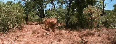 你怎么就找了一棵这么有韧性的树呢？