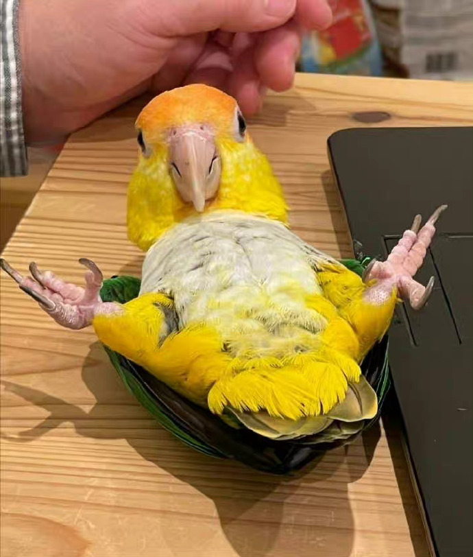 来吧，不要因为我以前是霸王龙而害怕