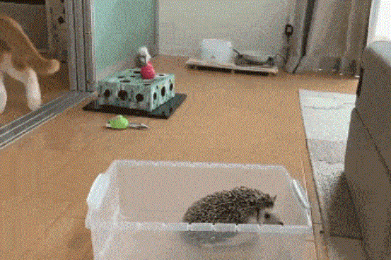 喵星人：确认过眼神，是我惹不起的