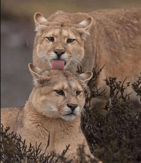 妈，我已经长大了