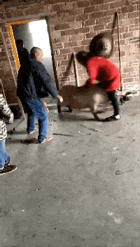 我又不是来找吃的