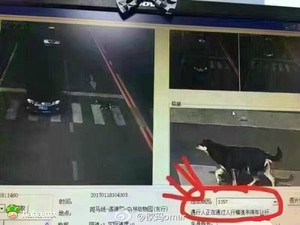 单身狗就不是人了？