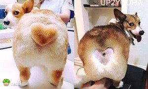 别人的主人VS我的主人。。。你到底对你的狗做了神马