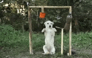 狗狗也玩冰桶挑战