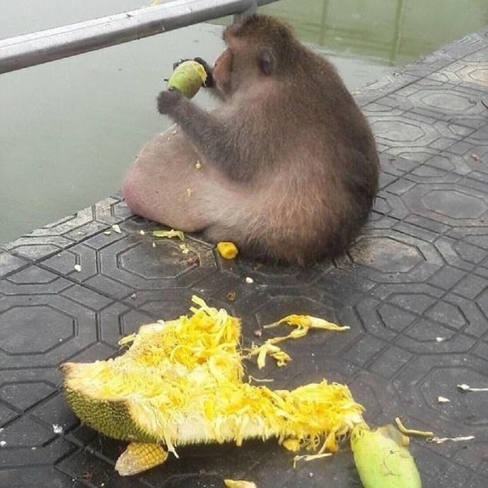 看你，瘦的跟个猴子样