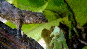 没想到螳螂这么厉害