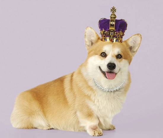 贵族狗狗
