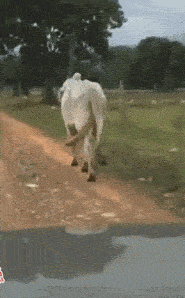 这牛很蛋疼吧，能砸到膝盖，蛋真的不疼吗~~