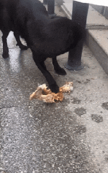 狗富贵，互相旺，有肉一起吃