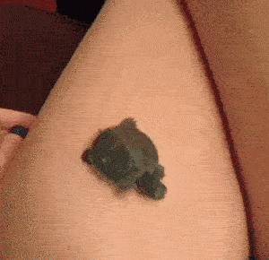 一定是闻到了海的味道