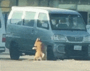 两只都是公的，两只都是公的，真奇怪