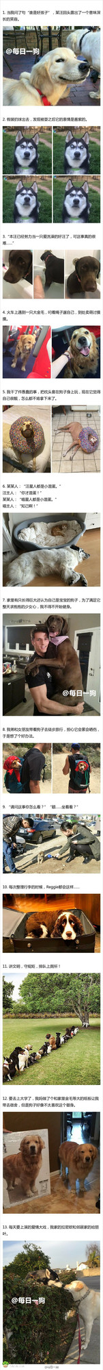 国外网友分享的汪星人那些蠢萌的瞬间，看完心情都变好了！