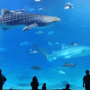 海底世界里的鱼