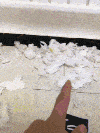 大哥，你这发型很是考验技术啊！哥们，你养这样的二狗子，不就是为了让它拆家吗，不然你养