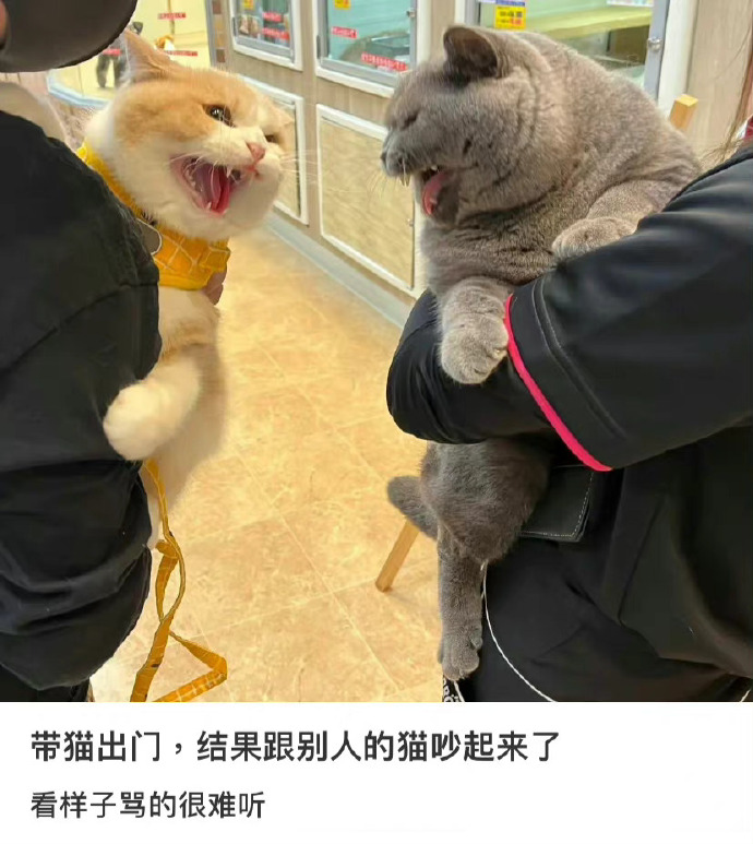 你胖的跟猪一样。你才是猪