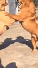 狗哥，咱们不打了，握手言和吧！