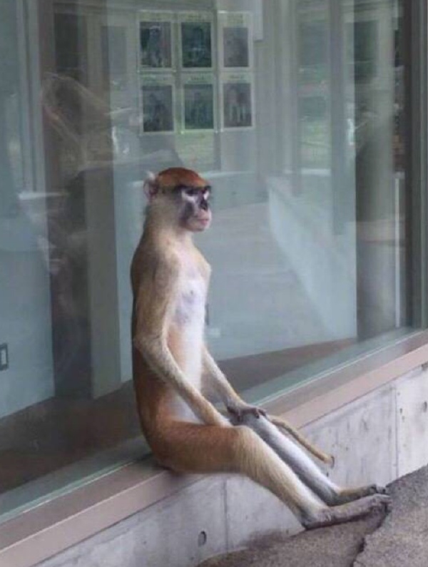 看到这图的瞬间我端正了一下坐姿