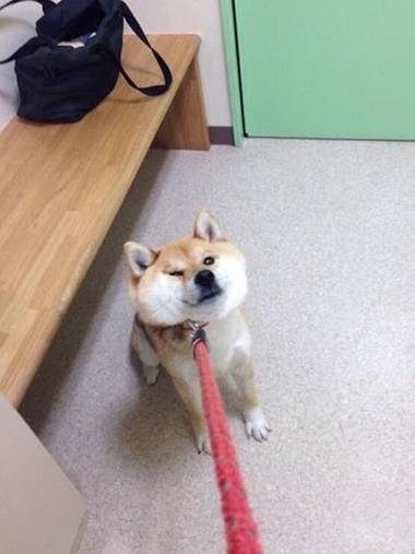 我家旺财最怕打针