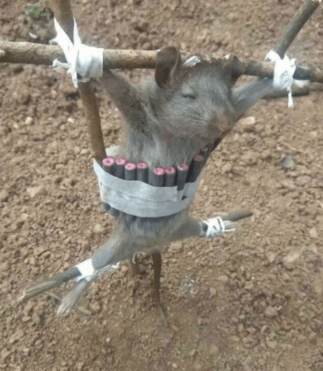 老鼠：遇到了狠人