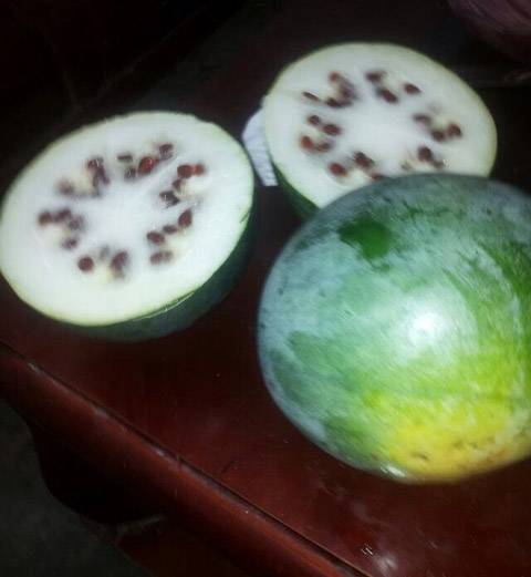 刚买回来的西瓜，成冬瓜了