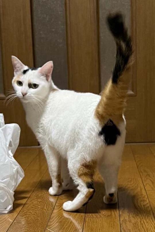 此部件可升级，点击完成