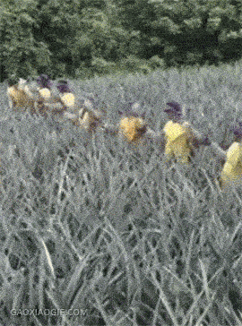 农民这样摘菠萝传菠萝装菠萝的