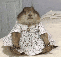 泰国一个可爱的蓝孩子养了一只土拨鼠，每天给人家换新衣服穿