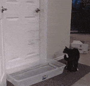 傻B人类!你是阻止不了我们喵星人进卧室的！！！