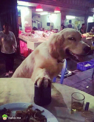 你都输成狗了,还来赌?