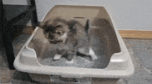 家里小奶喵在自学上厕所，上着上着，突然...卧槽，蹲太久腿麻了朕感觉身体被被掏空了，朕靠一靠