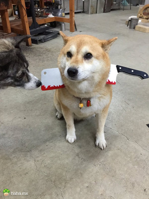 岛国一主人给自家柴柴戴了个创意脖套，没想到另一只汪看了伤心欲绝……