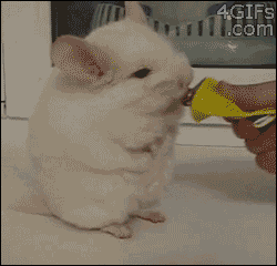 呆萌代表龙猫玩耍吃东西的可爱动态GIF图片下载