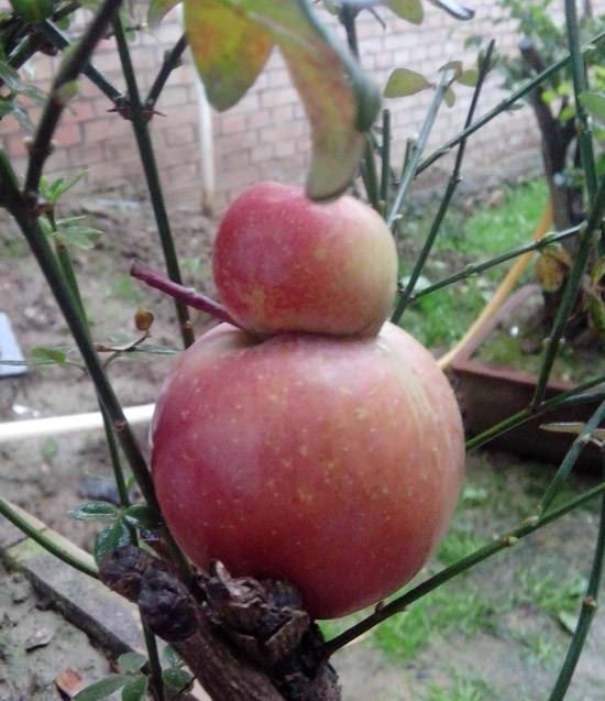 这是葫芦还是西瓜？