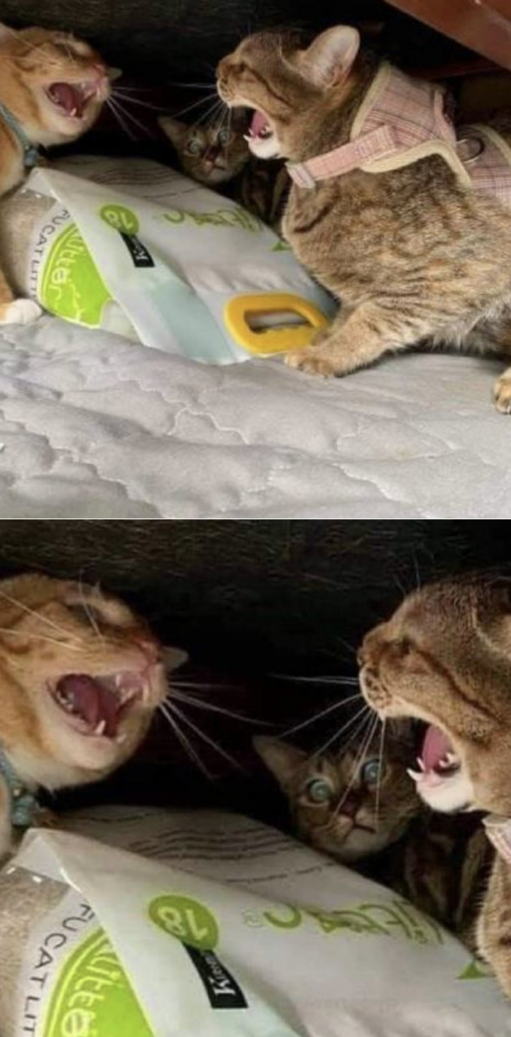 中间喵:好吓人,为了一包猫砂,至于么