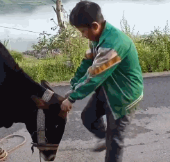 这牛真的是好脾气