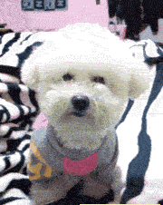 最近上火了，牙肉肿痛的厉害