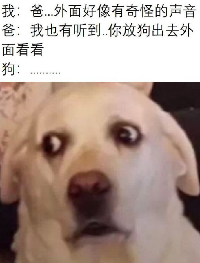 狗：你们这样好吗？