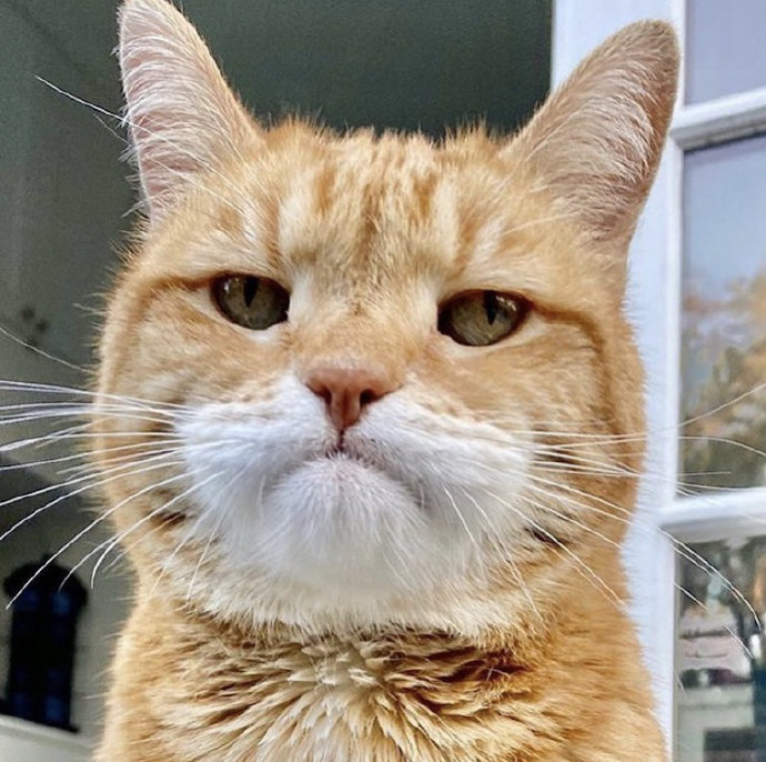 你今天上完厕所又没洗手，猫猫很担心你的生活习惯